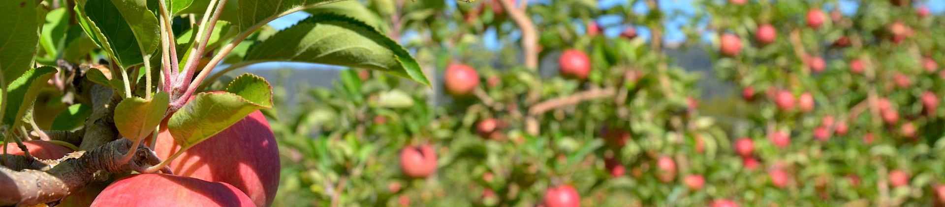 Image of apple on apple tree